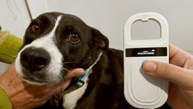 Cães e gatos em consulta veterinária com microchipagem e vacinação