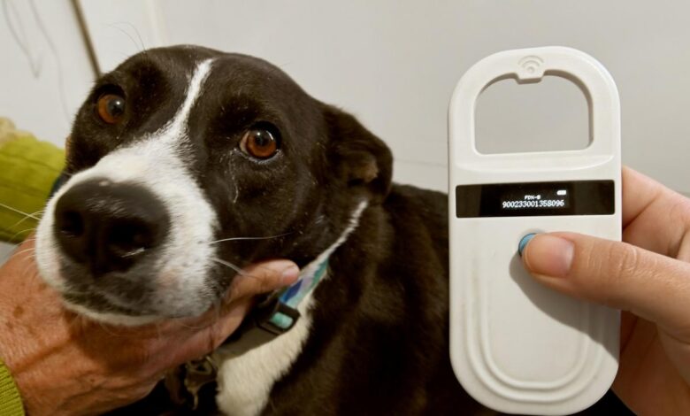 Cães e gatos em consulta veterinária com microchipagem e vacinação