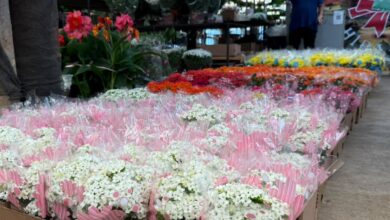 Tradição de levar flores aos cemitérios no Dia de Finados com variedade nas vendas