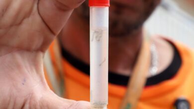 Bairros de Campinas com maior risco para dengue recebem ações de combate ao mosquito Aedes aegypti