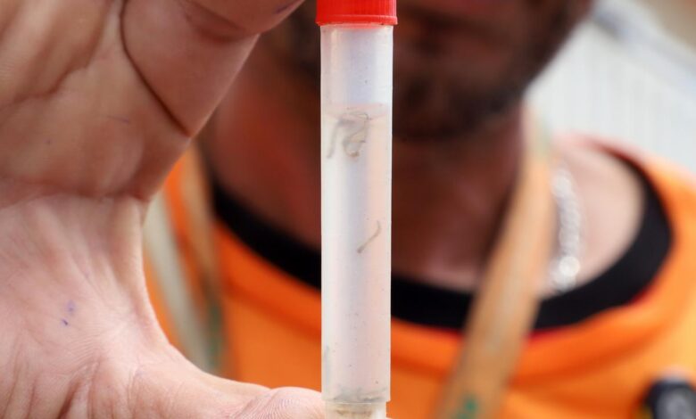 Bairros de Campinas com maior risco para dengue recebem ações de combate ao mosquito Aedes aegypti