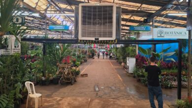 Equipamento ajuda na conservação de plantas comercializadas no espaço e aumenta conforto para visitantes e trabalhadores