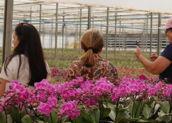 flores