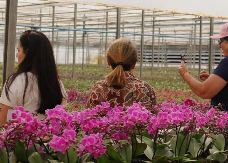 flores