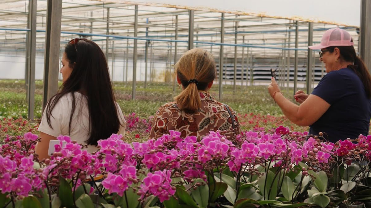 flores