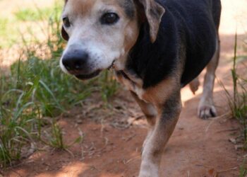 Hortolândia realiza ação preventiva contra Leishmaniose em cães no Jd. Santa Clara do Lago II