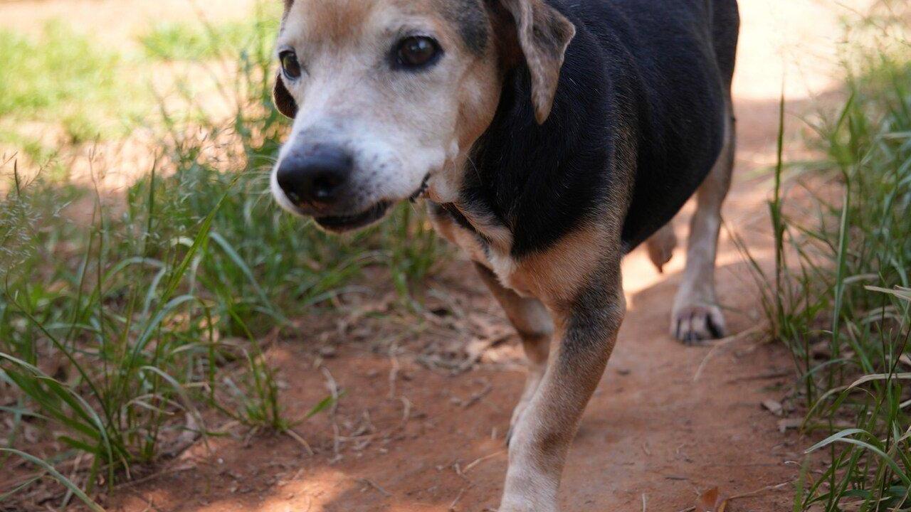 Hortolândia realiza ação preventiva contra Leishmaniose em cães no Jd. Santa Clara do Lago II