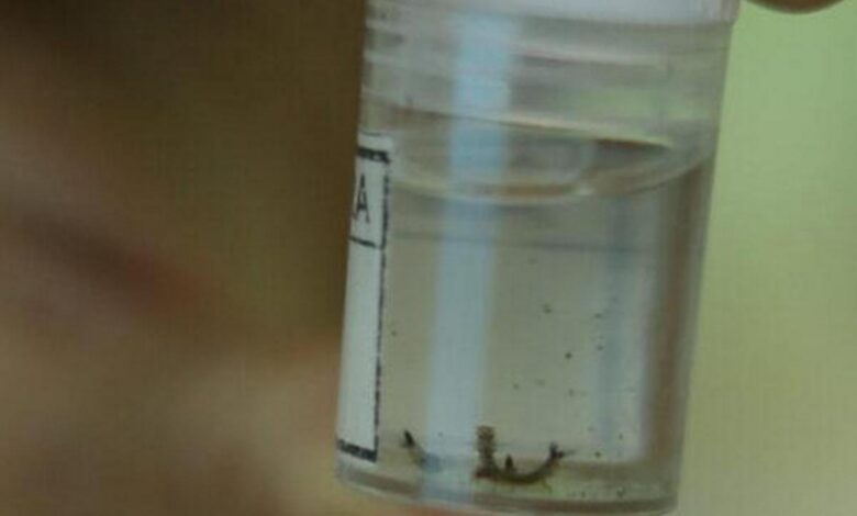 Hortolândia registra índice de larvas de Aedes aegypti de 2.9, considerado médio