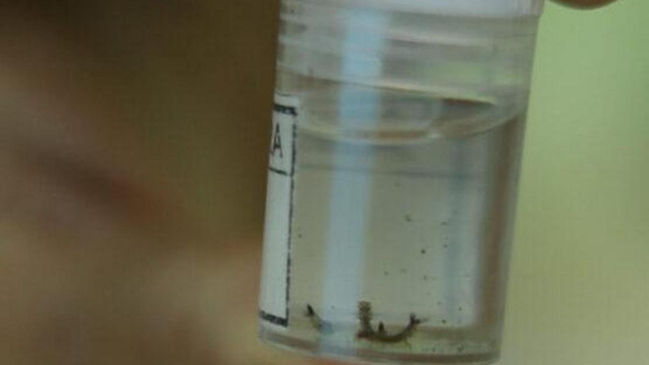 Hortolândia registra índice de larvas de Aedes aegypti de 2.9, considerado médio