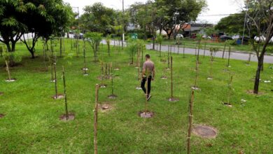 48.319 mudas de espécies nativas plantadas; região do Padre Anchieta com ilhas de calor