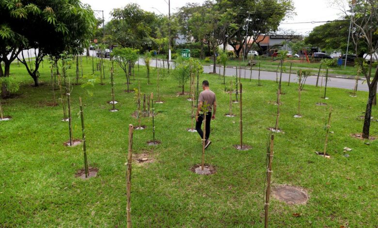 48.319 mudas de espécies nativas plantadas; região do Padre Anchieta com ilhas de calor