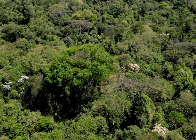 Temperaturas e chuvas alteram ciclos de espécies e antecipam floração do ipê-branco em Campinas
