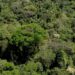 Temperaturas e chuvas alteram ciclos de espécies e antecipam floração do ipê-branco em Campinas