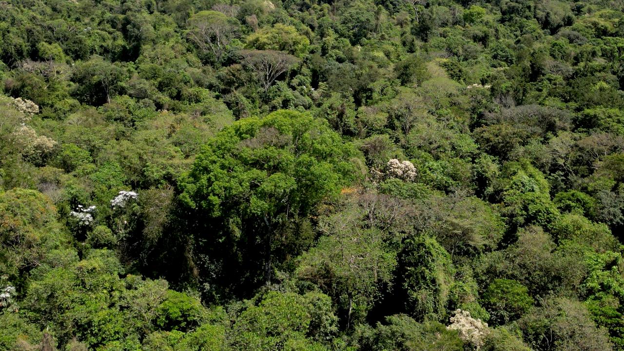 Temperaturas e chuvas alteram ciclos de espécies e antecipam floração do ipê-branco em Campinas